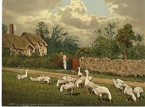 A Goodly Flock for Michaelmas Day.