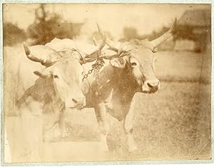 France, étude d'après nature, boeufs de labour