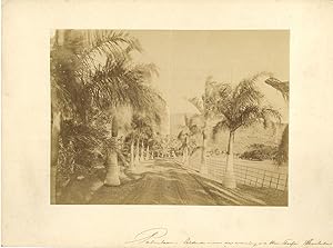 Honolulu, allée de palmiers