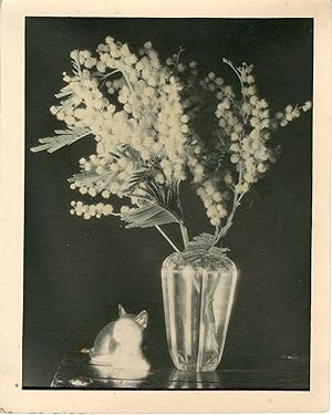 Nature morte chat et mimosa, 1943