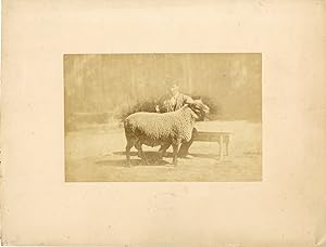 Jules Robuchon, étude d'après nature, mouton