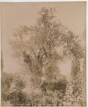 Bonfils, Palestine, Jérusalem, Olivier du Jardin de Gethsemane