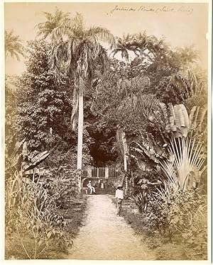 Martinique, Saint Pierre, jardin des plantes