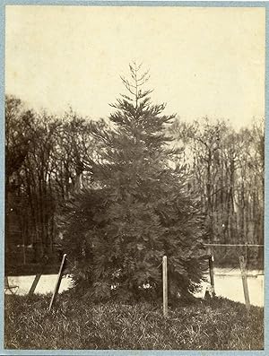 France, jeune séquoia