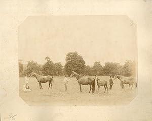 Chevaux et cavaliers au pré, vers 1880