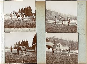 France, Pur sang célèbres - Haras à Noailles et Maintenon