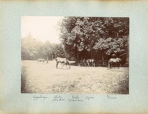 France, Pur sang célèbres - Haras de Noailles et Maintenon