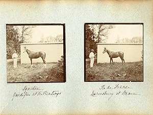 France, Pur sang célèbres - Haras à Noailles et Maintenon