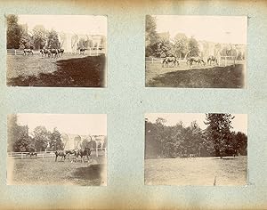 France, Pur sang célèbres - Haras de Maintenon (Eure et Loir)