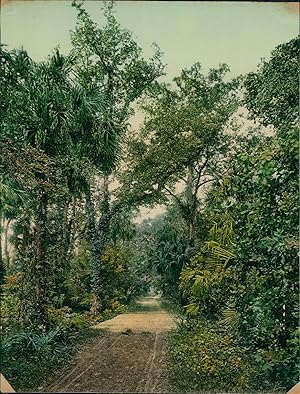 États-Unis, Florida, Ormond, In the Ormond Hammock.