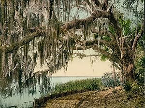 États-Unis, Florida, Ormond, Spanish Moss on Royal Arch Oak.