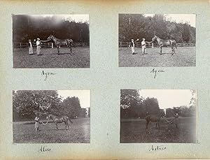 France, Pur sang célèbres - Haras à Noailles et Maintenon