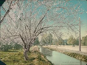 États-Unis, California, Almond Trees in Blossom.