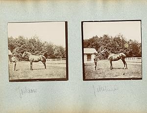 France, Pur sang célèbres - Haras à Noailles et Maintenon