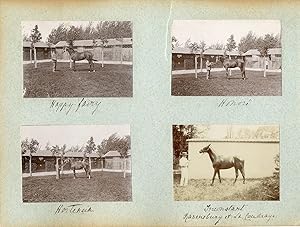 France, Pur sang célèbres - Haras à Noailles et Maintenon