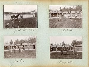 France, Pur sang célèbres - Haras à Noailles et Maintenon