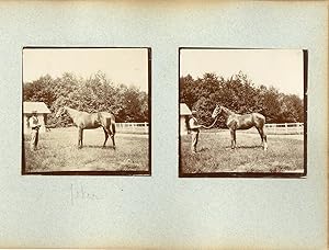 France, Pur sang célèbres - Haras à Noailles et Maintenon