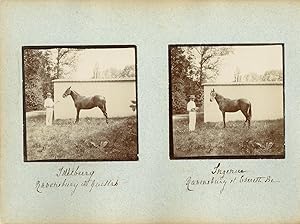 France, Pur sang célèbres - Haras à Noailles et Maintenon