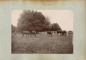 France, Pur sang célèbres - Haras à Maintenon