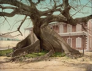 Bahama Islands, Nassau, Ceiba or Silk Cotten Tree.