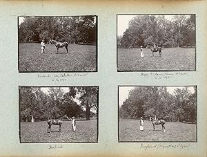 France, Pur sang célèbres - Haras à Noailles et Maintenon