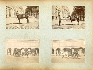 France, Pur sang célèbres - Haras de Noailles et Maintenon