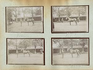 France, Pur sang célèbres - Haras à Noailles et Maintenon