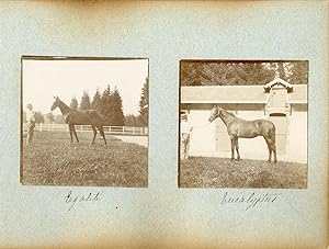 France, Pur sang célèbres - Haras à Noailles et Maintenon