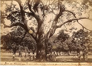 Martinique, Fort de France, Sablier de la Savane