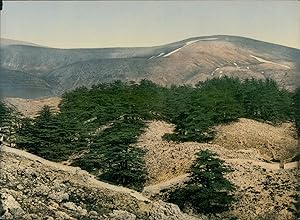 Liban. Vue générale des cèdres du Liban.