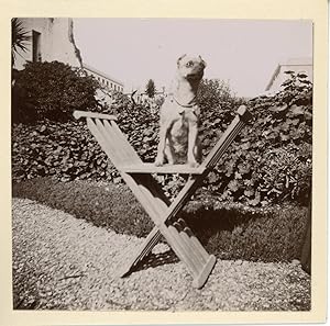 Algérie, Chien debout sur une chaise dans un jardin, ca.1898, Vintage citrate print