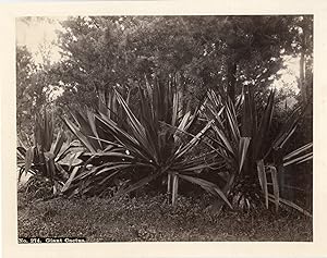 Amérique latine, cactus géants