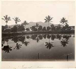 Indoniesia, Batavia, Java, Garuet, Achtergrond Palmbomen