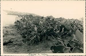 Espagne, Murcia, Figuiers de barbarie, ca.1952, Vintage silver print