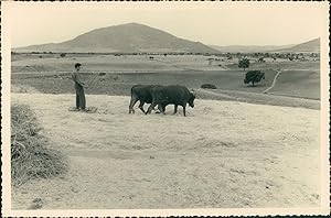 Espagne, Murcia, Battage des champs avec des buffles, ca.1952, Vintage silver print