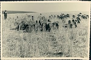 Espagne, entre Séville et Córdoba, Troupeau de cochons noirs, ca.1950, Vintage silver print