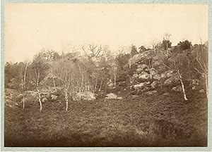 France, Forêt de Fontainebleau