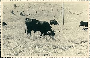 Espagne, entre Séville et Córdoba, Troupeau de taureaux, ca.1950, Vintage silver print