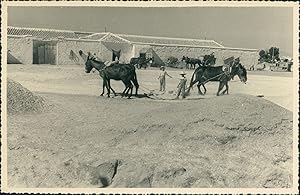 Espagne, Andalousie, Battage du grain sur une ferme, ca.1950, Vintage silver print