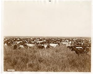 Argentina, Buenos Aires, M.J.Cobo, vaches