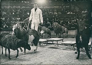 Cirque d'Hiver, Pierre Thomas avec les lions et les chèvres, 1964, Vintage silver print