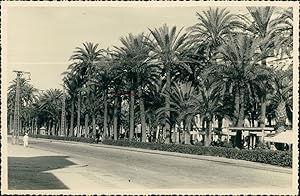 Espagne, Palmiers, ca.1952, Vintage silver print