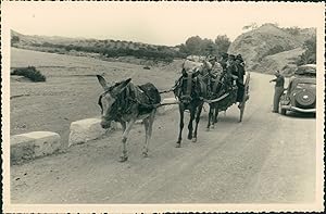 Espagne, Murcia, Excursion à dos d'âne, ca.1952, Vintage silver print