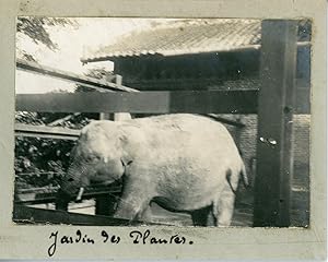 Indochine, Cochinchine, Saigon, Éléphant du jardin botanique, 1910, Vintage silver print