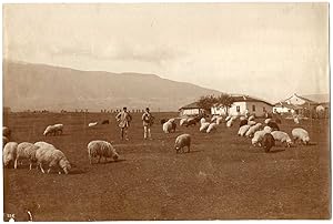 Bulgarie, Bulgaria, Vitocha, Vitosha, massif montagneux, élevage de moutons