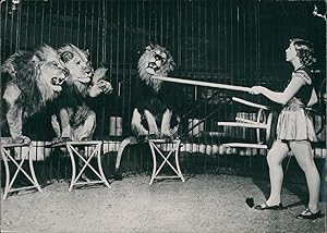 Cirque, Olga Elleano dans la cage aux lions, ca.1948, Vintage silver print