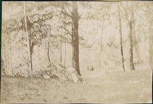 France, Sainte-Baume, Sentier dans une forêt, 1900, Vintage citrate print