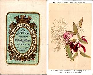 Sonnenthal, Wien, Blumen, Fleurs, Gypsophylla paniculata