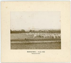 France, Monsures, troupeau au pré, Août 1901