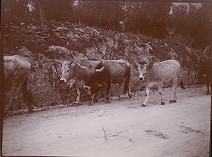 Italie, Buffles sur la route de Tivoli, ca.1900, Vintage citrate print